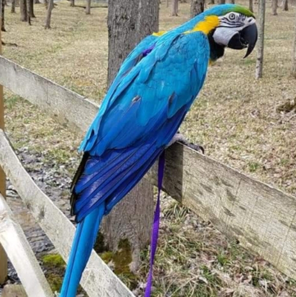 MEET THE POSHER - Picture 3 of 8